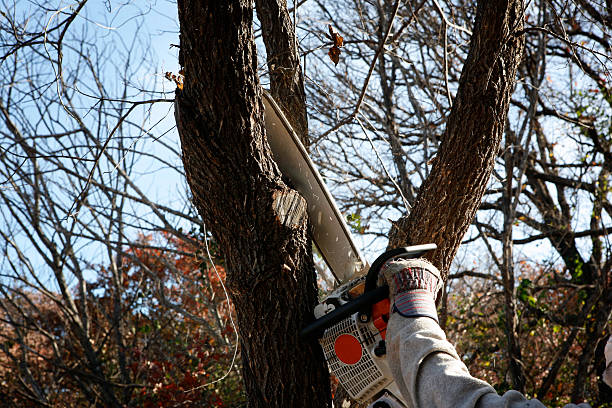  Greenock, PA Tree Care Pros