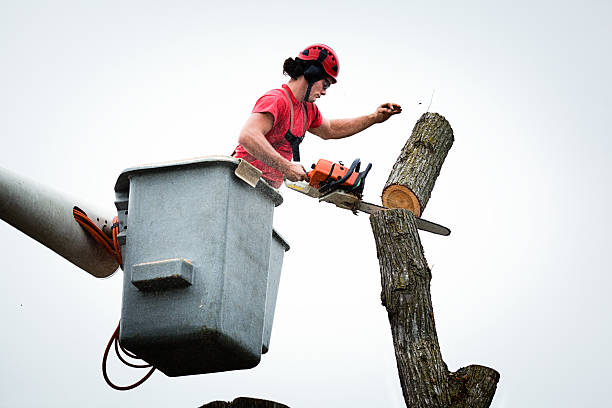 Best Hedge Trimming  in Greenock, PA